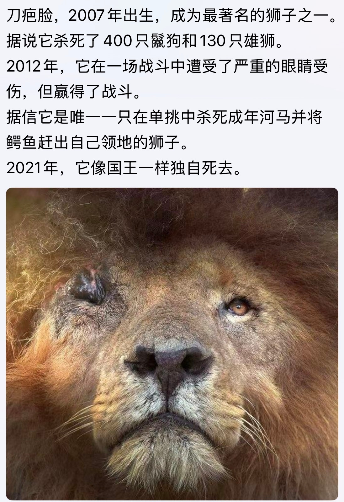 传奇狮王！刀疤脸，2007年出生，成为最著名的狮子之一。。。狮王动物世界