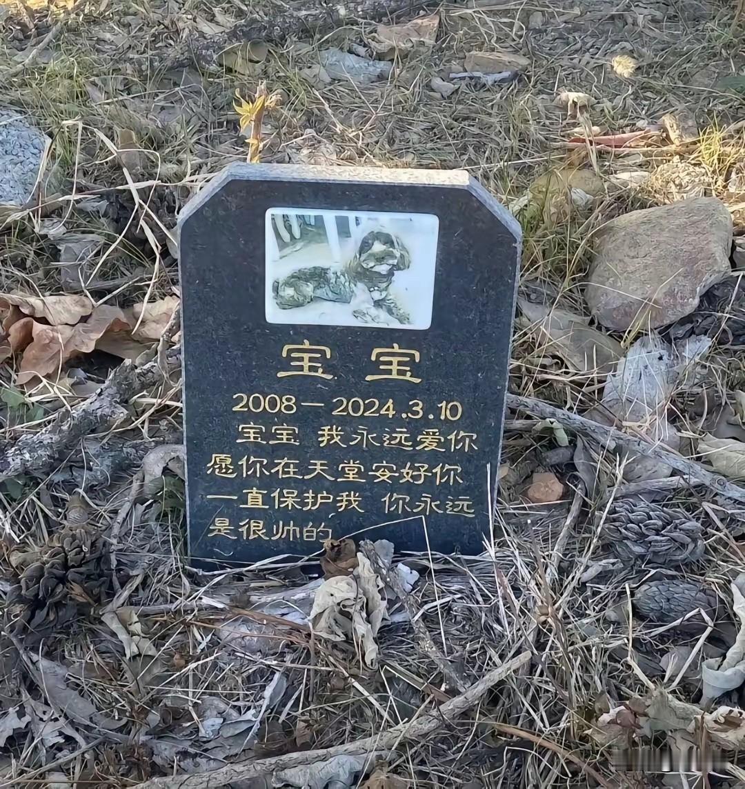 看这墓碑配置，这位施主生前绝对是‘重度铲屎官’。