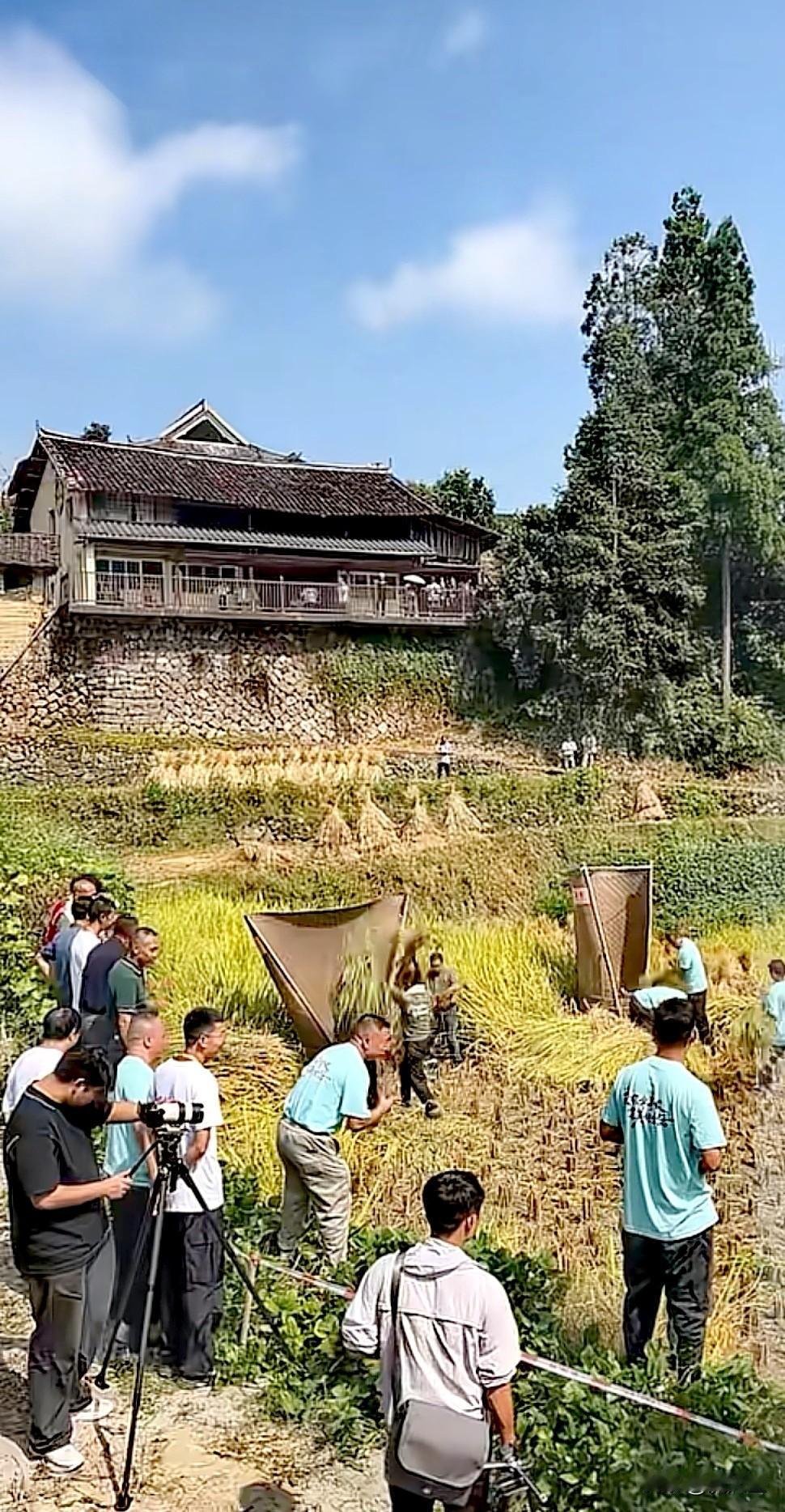 国庆回了趟浙西老家，刚好赶上村里收中稻。
山坳里的稻田全是沉得压弯秆的金穗，风一