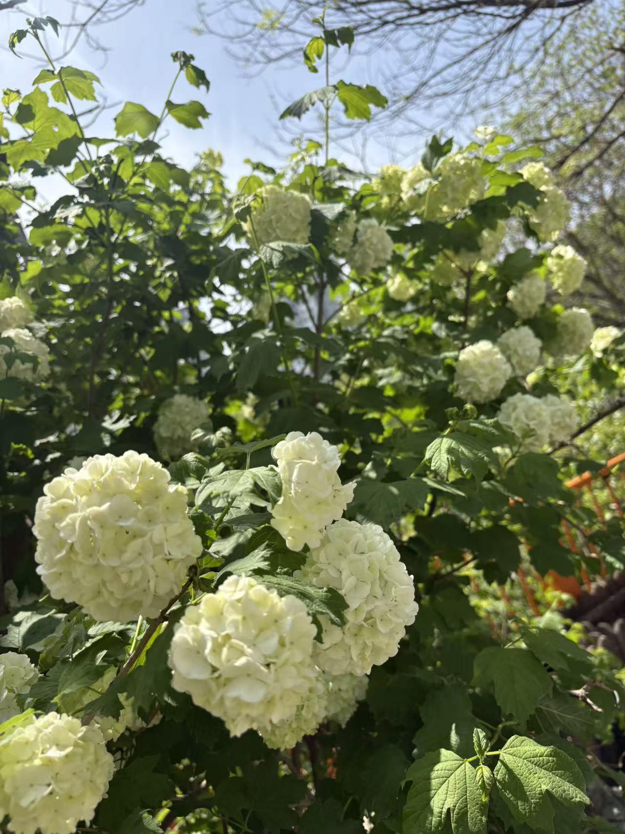 春日生活打卡季。池塘里还真有鱼，没拍出来，但花很漂亮