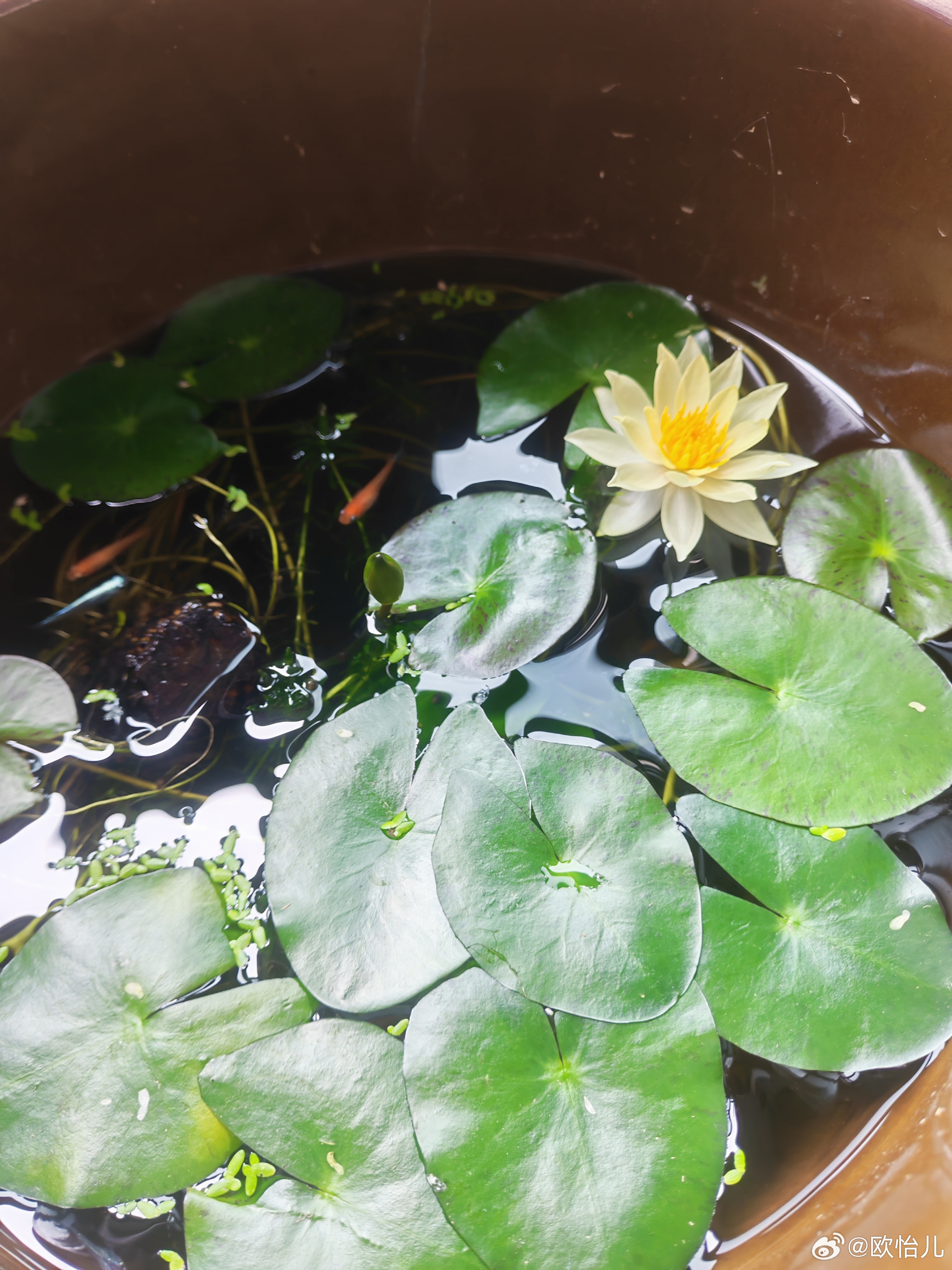 海尔芙拉开了，鱼群也开始游起来，一切都会好起来的