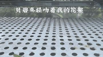 贝碧嘉肆虐着阳台外的花架，肉肉们闻风丧胆，销声匿迹……只留下花架与贝碧嘉的命运共