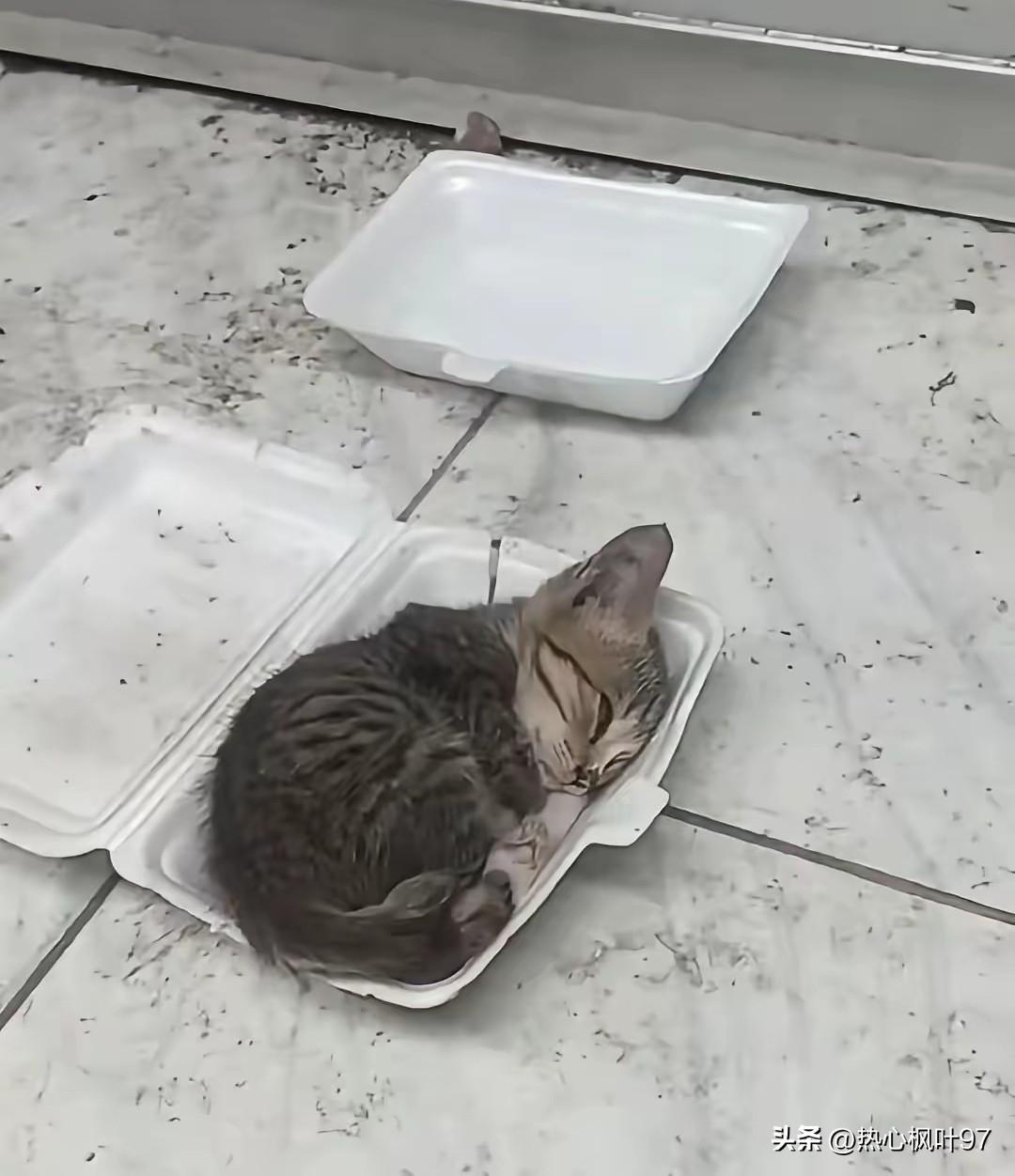 泪目！失去妈妈的小流浪猫，竟成了店铺的“招财猫”，看完破防了😭
 
一只从小失