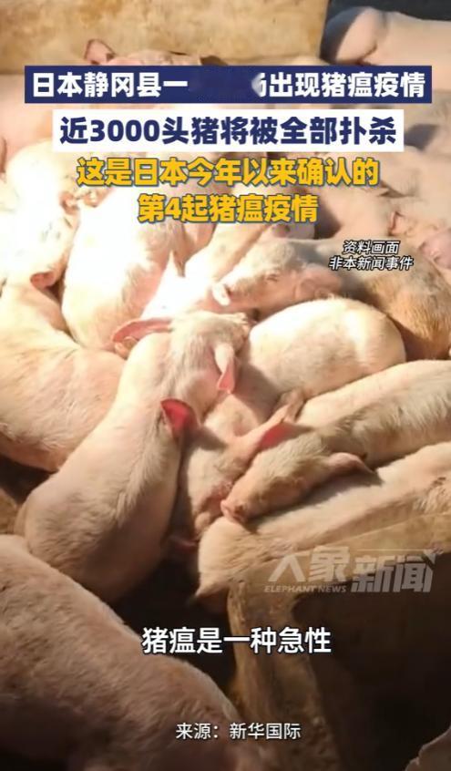 5月5日，日本农林水产省突然发布紧急公报，中部静冈县富士宫市一家养猪场突遭致命变