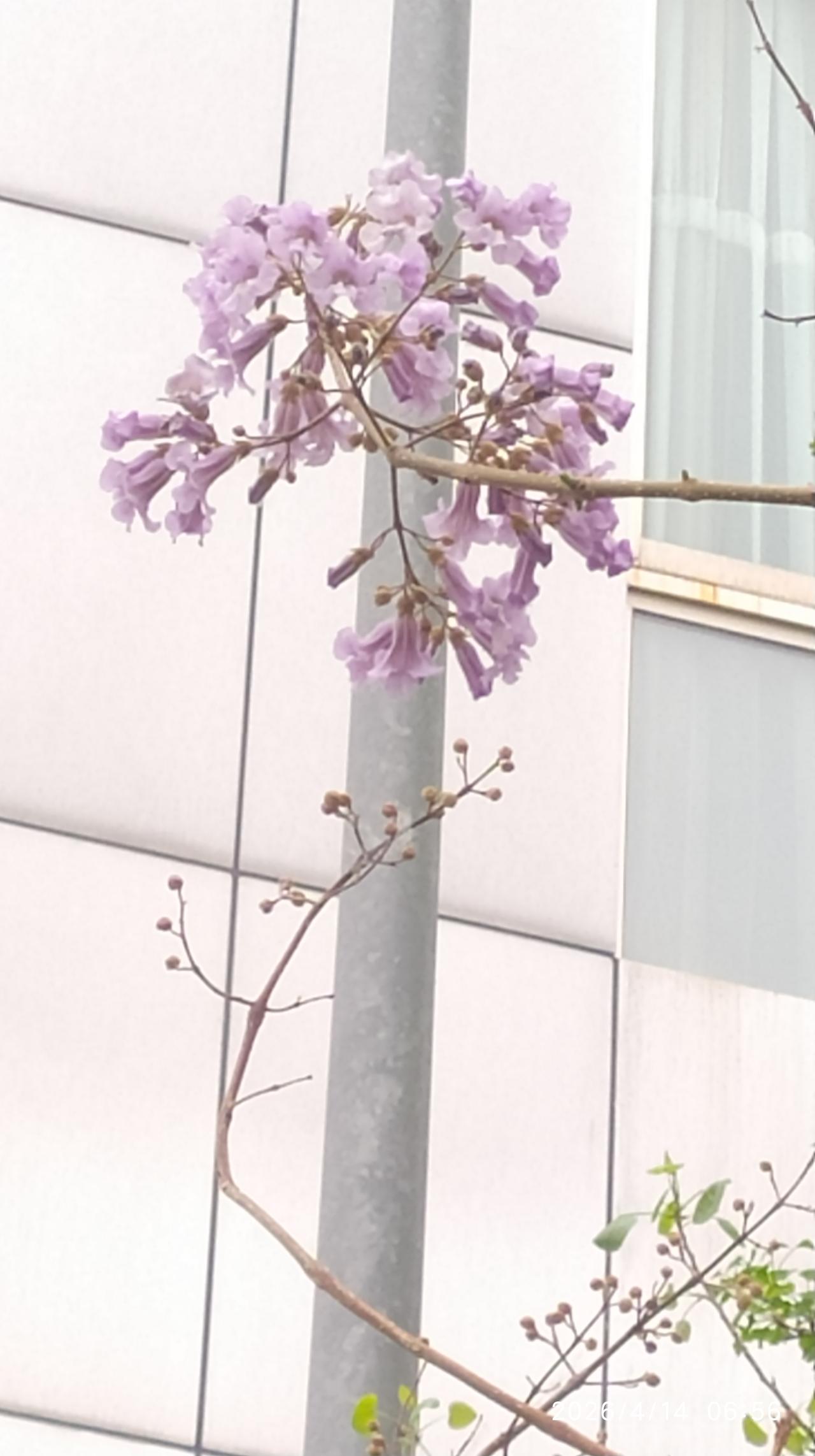 对联飞花令 桐花
出句：乱偷春嘴风拧紫（雪浪）