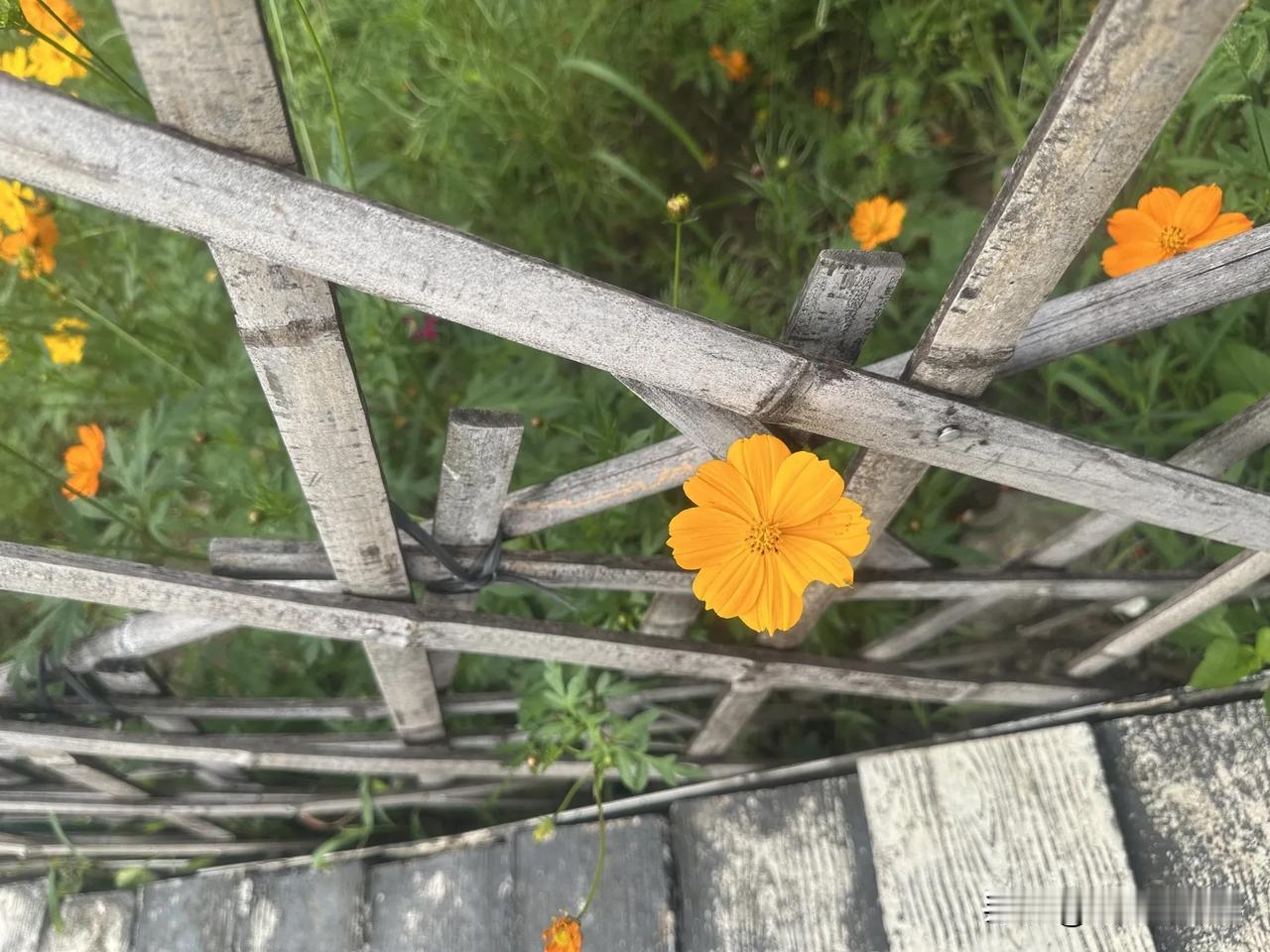 世界上最珍贵的东西是什么?
这问题其实我也琢磨过很多次。

小时候觉得是玩具、零