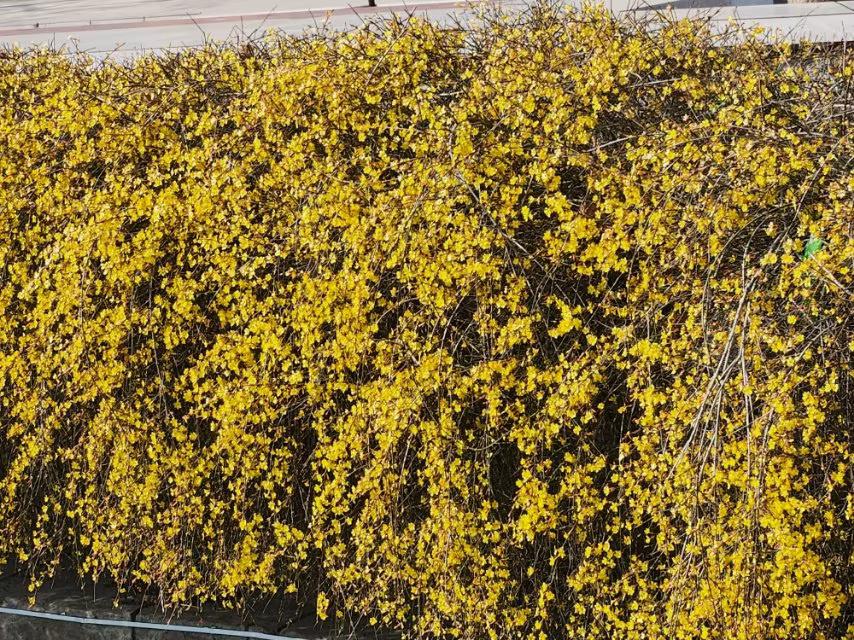 早春的使者一一迎春花
迎春花恰是春天的精灵，身披金黄霓裳，在路边、河畔随春风舞动