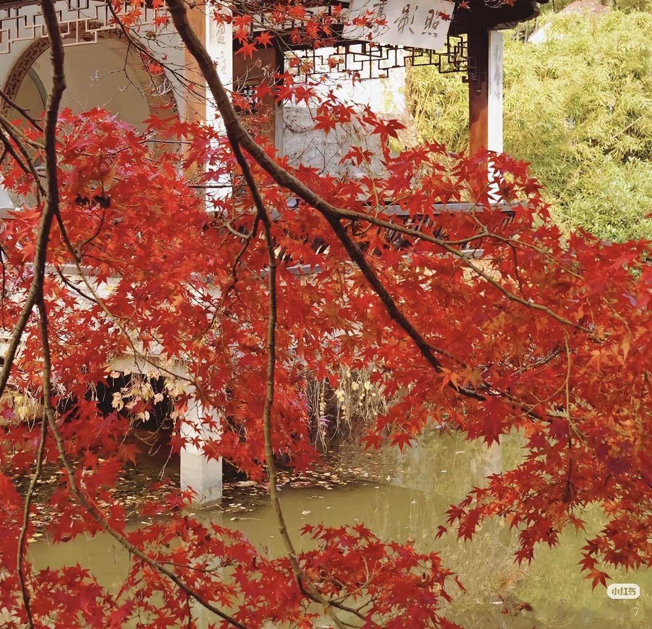 红枫作前景，框住古亭池水，红叶艳红，亭台素雅，江南园林秋味很浓。正是丹枫映古园，