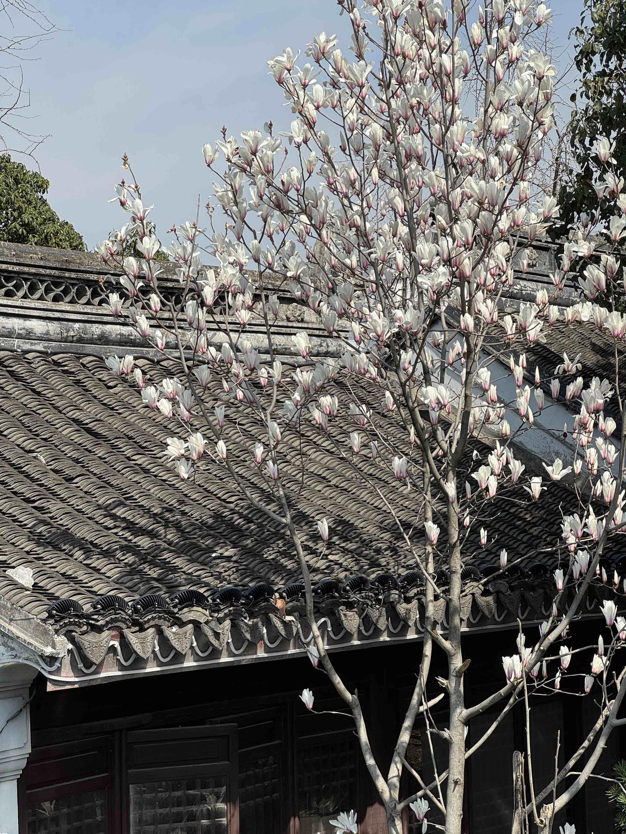 分享一张最近随手拍的照片北码头边玉兰开，琼枝映水，素雪盈怀。春风渡岸，暗香自来。