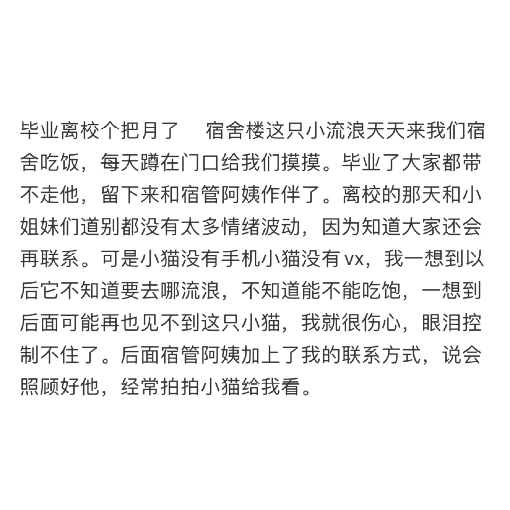 毕业了因为带不走流浪猫而大哭一顿[苦涩] ​​​