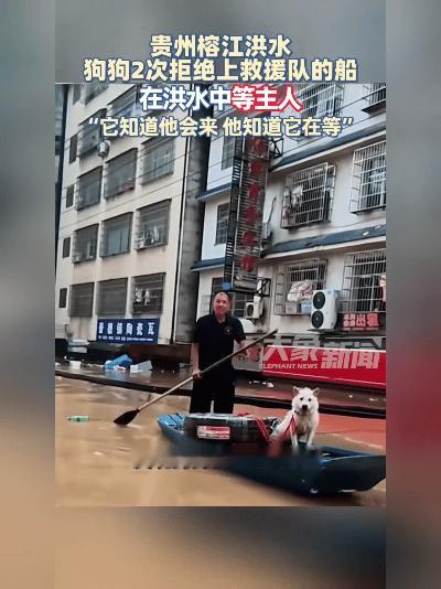 破防了！贵州洪水里一只狗狗，宁愿被困洪水也不肯独自获救，死死等待主人归来

20