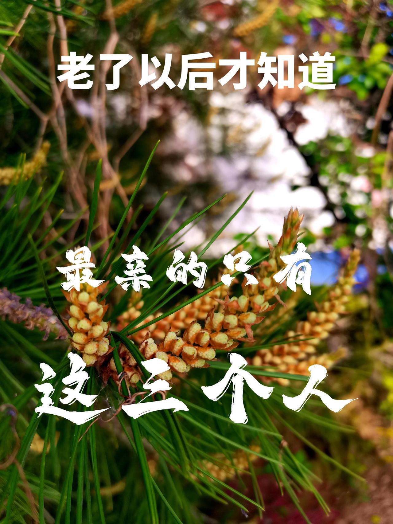 放在咱们常人的生活里，最亲的人大多是这几类：
 
1. 父母，给予生命，一辈子默