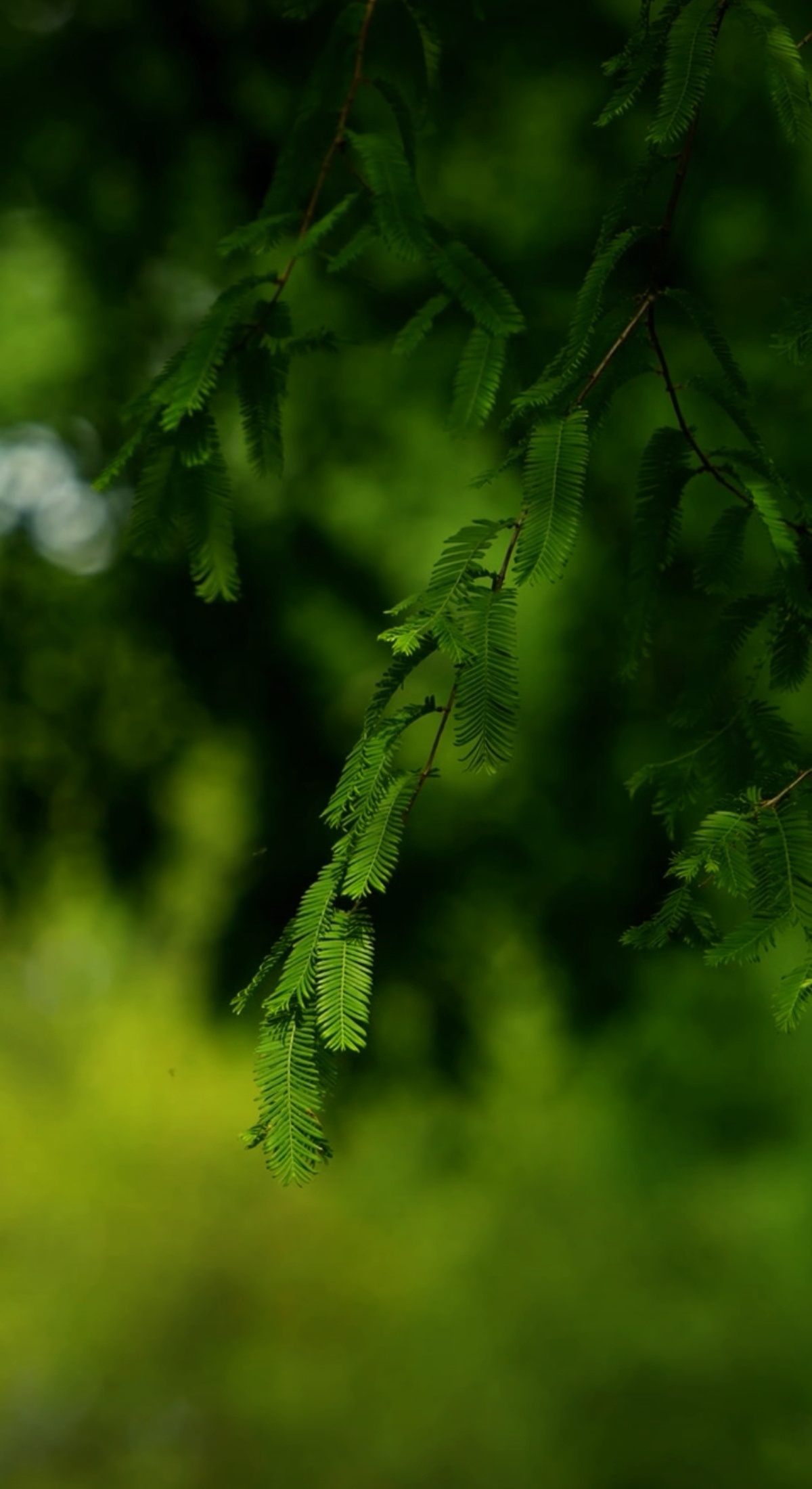 每个人都是情绪的奴隶。——弗洛伊德