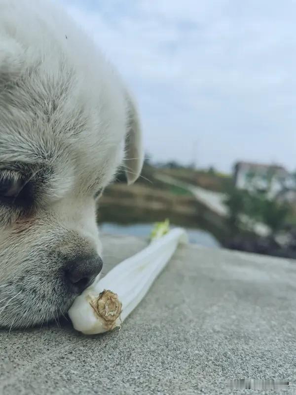 方言真的太有意思了，就说“干什么”，不同地方说法天差地别。我是东北人，我们这儿说