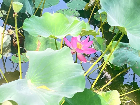 发现一池粉荷！莲叶何田田！