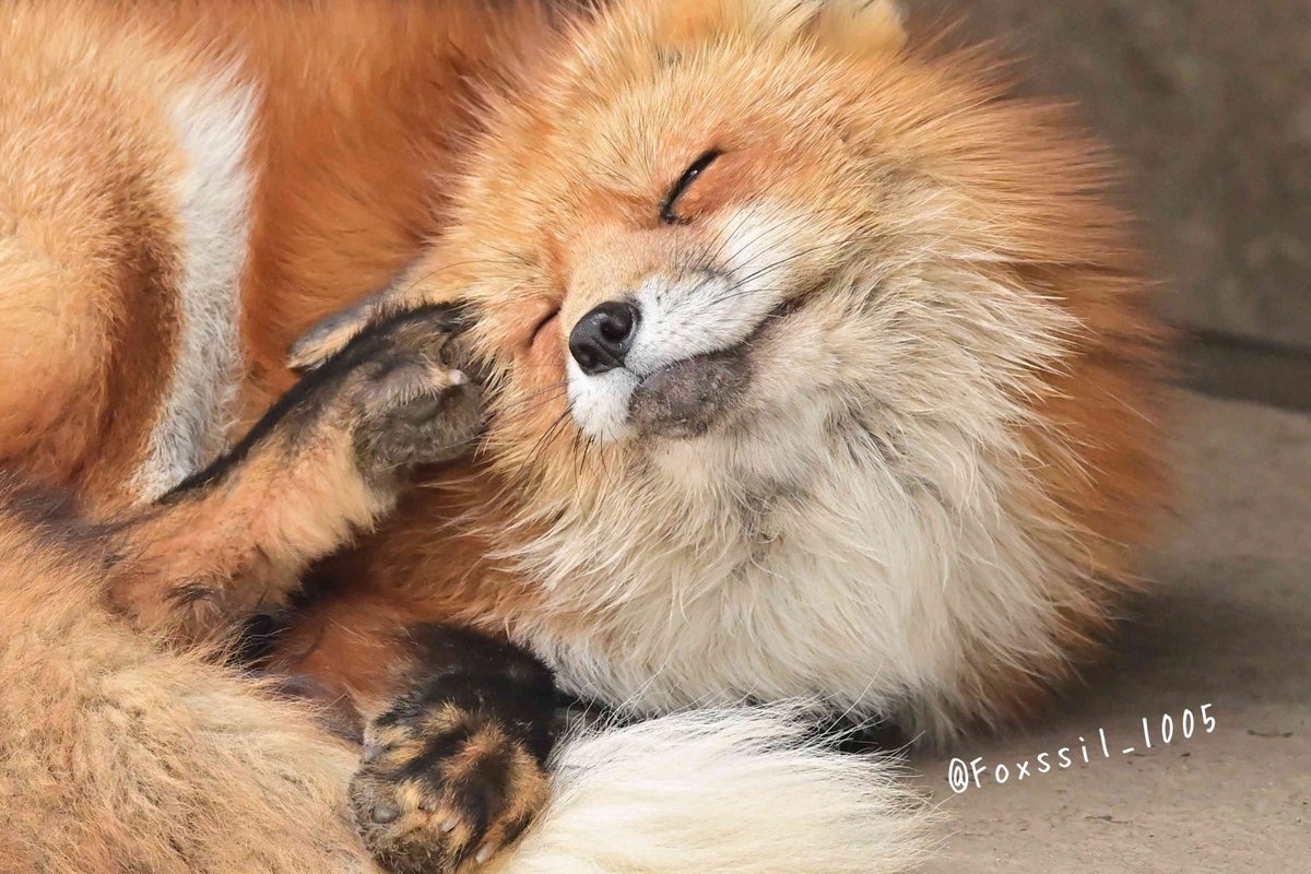 狐狸 冬狐狐刚醒，挠挠©️Foxssil_1005 