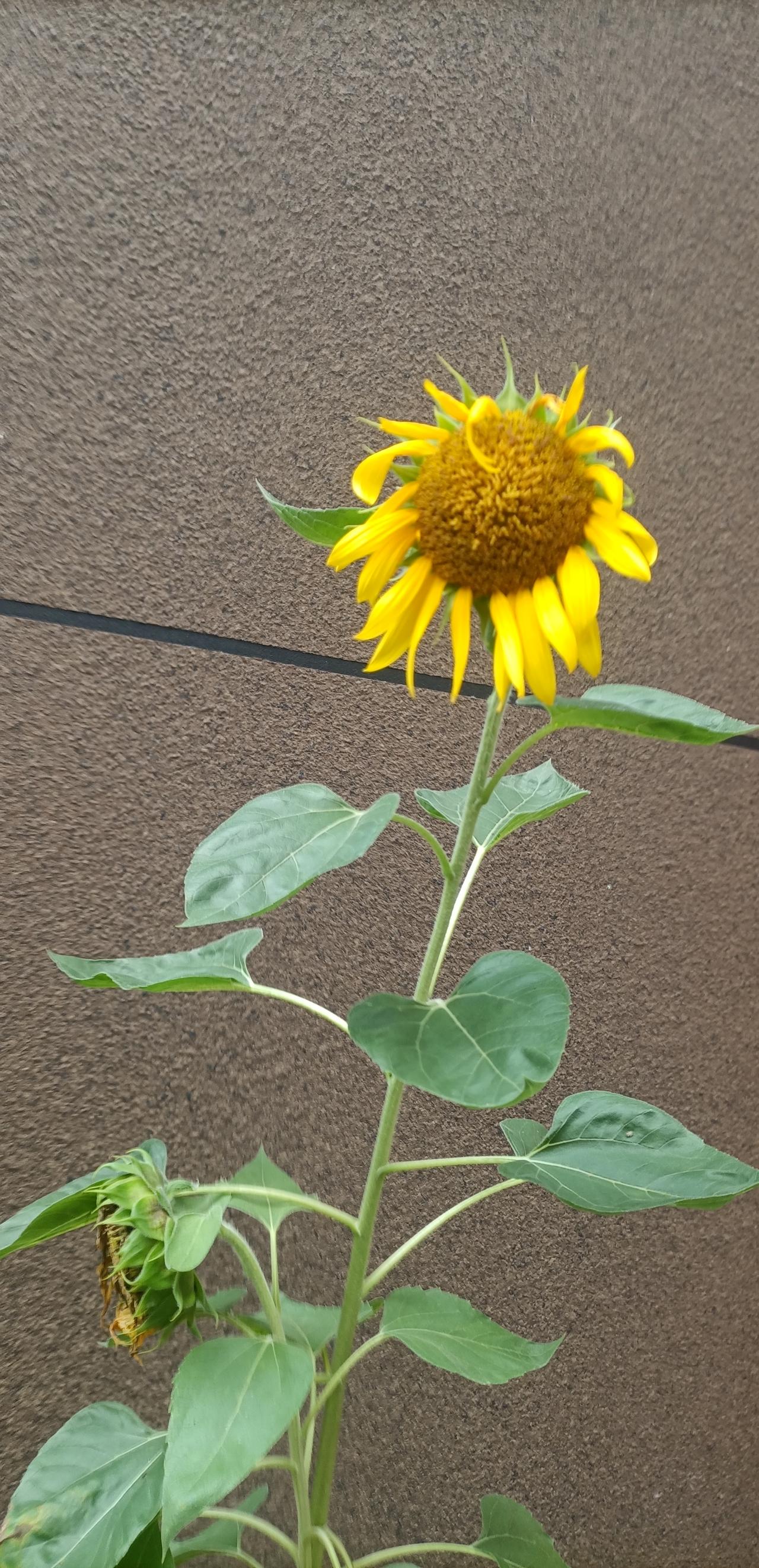 【夏之韵·一定要爱着点什么……】夏日生活打卡季
春宜花，夏宜风，秋宜月，冬宜雪，
