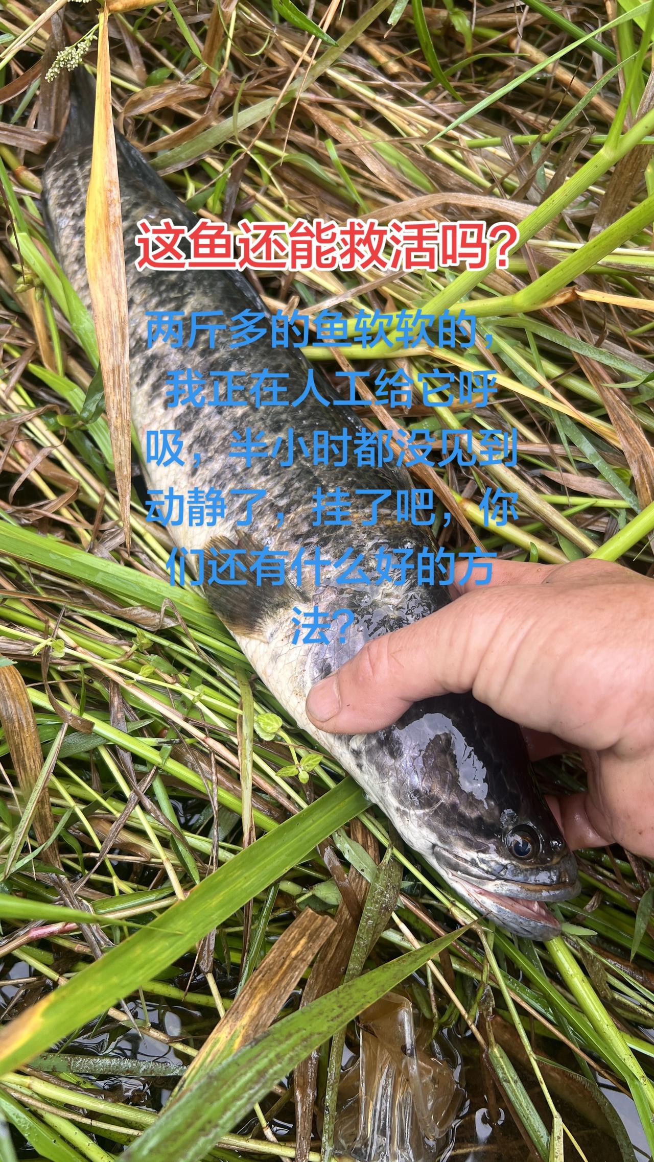 这个鱼还软软的，能抢救过来吗？，我正在人工给他呼吸，可是半个小时了也没有见到动静