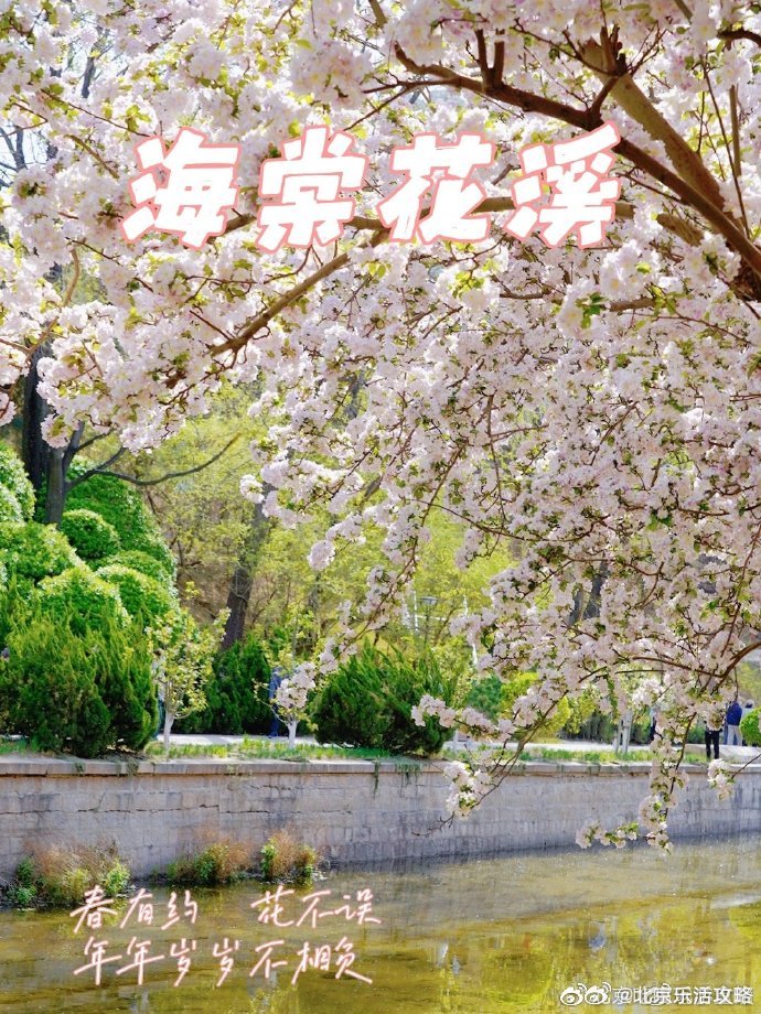 北京生活北京海棠品种最多、开的最好的地方，那肯定是位于元大都遗址公园内的海棠花溪