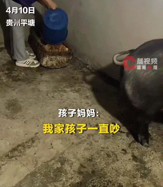 贵州平塘，一女孩一心要养一只宠物陪伴，为此妈妈又担心，如果养猫养狗既费精力还怕伤