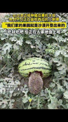 “活该发财！”7月8日，女子发现一只刺猬在吃自家种的西瓜，没有赶走，反而任其啃食
