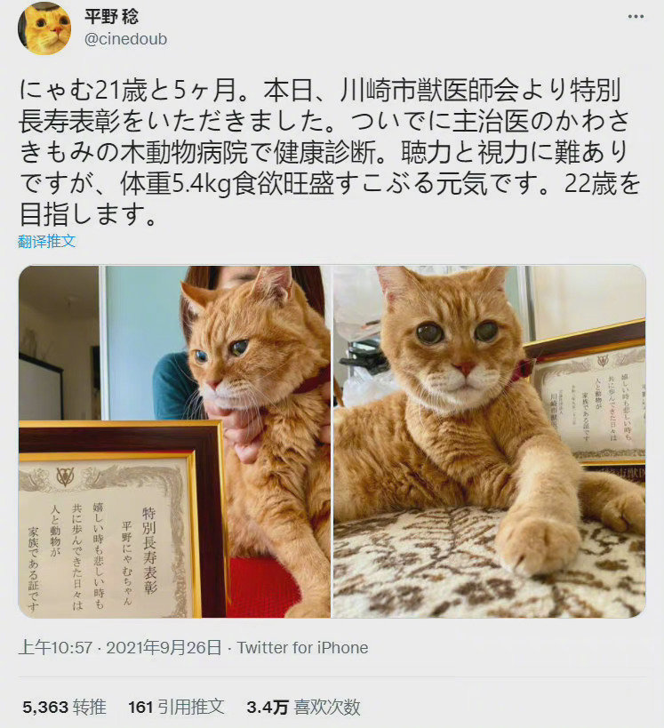 21岁的长寿猫咪，今年兽医协会给他颁发了特别长寿奖！！！吸吸仙气！！！ 