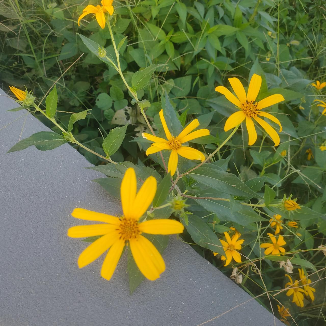 中年人的摆烂生活:



1、眼里无光，缺乏进取心，工作上，也不再那么拼了，年轻