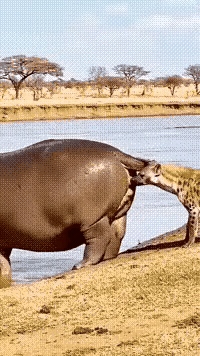 肛肠科主任这下懵了吧[泪奔][泪奔]