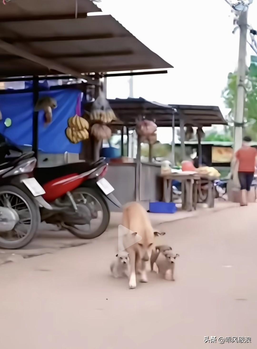 带着幼崽的流浪狗，为了孩子们向路边食店老板讨要食物，极为礼貌地双手作揖。老板娘明