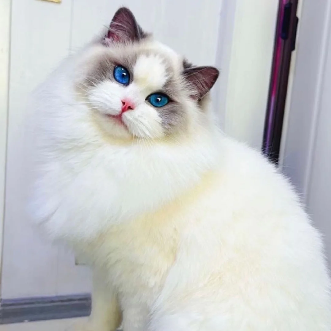 【退役领养】蓝双布偶妹妹～好脾气的小公主