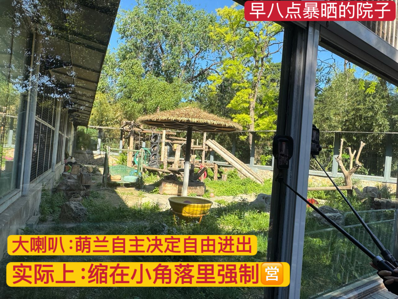 萌兰 大熊猫萌兰 别作🙄 妖，早先说的也请你们做到。萌兰在现有场地已居住八年，