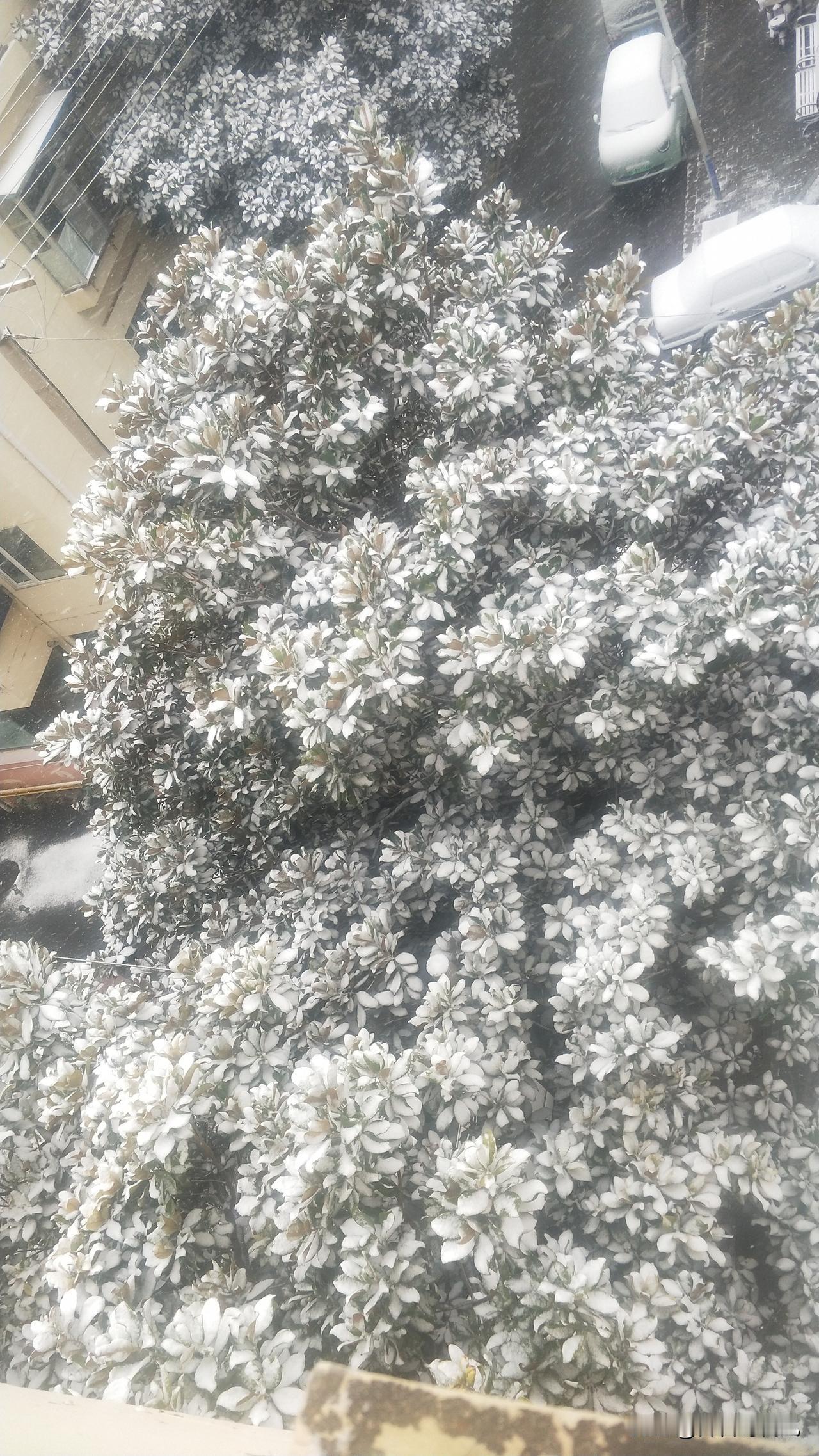 ＃雪＃(小品)见笑了
＃雪，一飘而过
＃雪，轻描淡写而去
＃雪，来匆匆去也匆匆