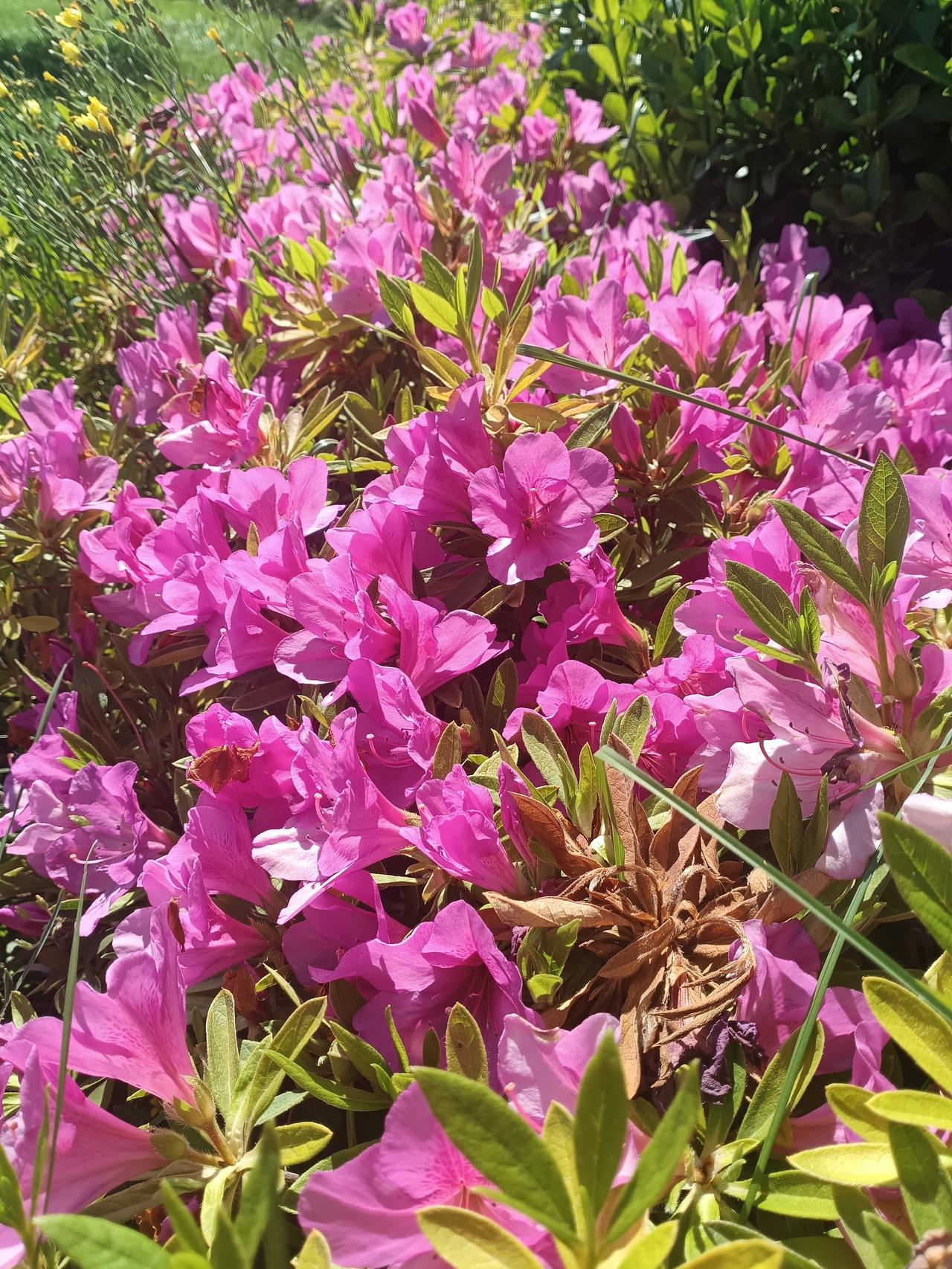 粉艳杜鹃漫开，晴日里一丛花光，正逢人间好时节。