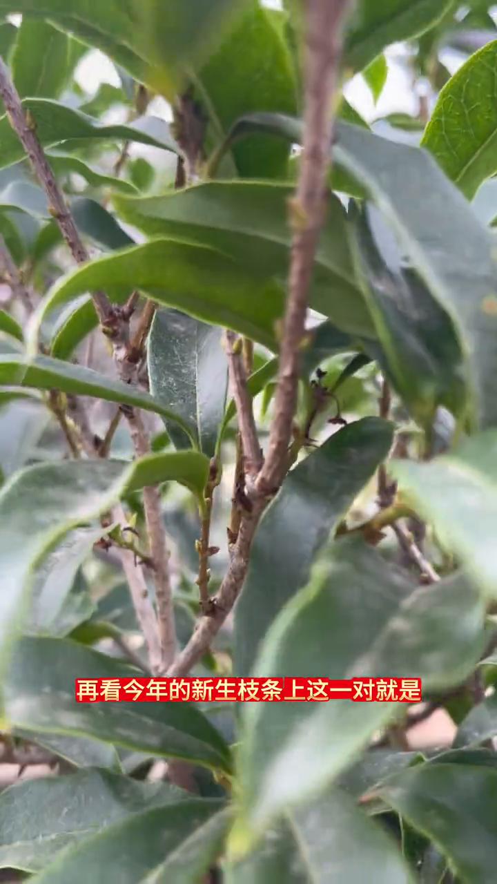 早银桂花苞红色数量多。
今天带大家来看一下开花最早的品种早银桂。这一棵的花芽数量