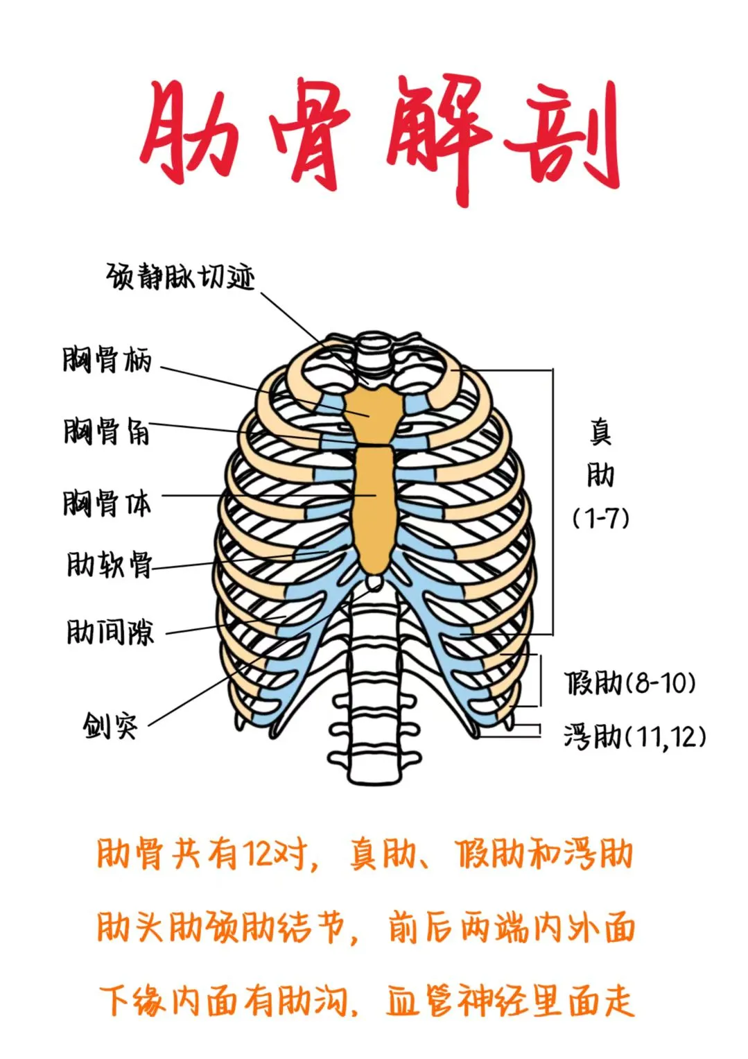 医学生笔记——肋骨解剖