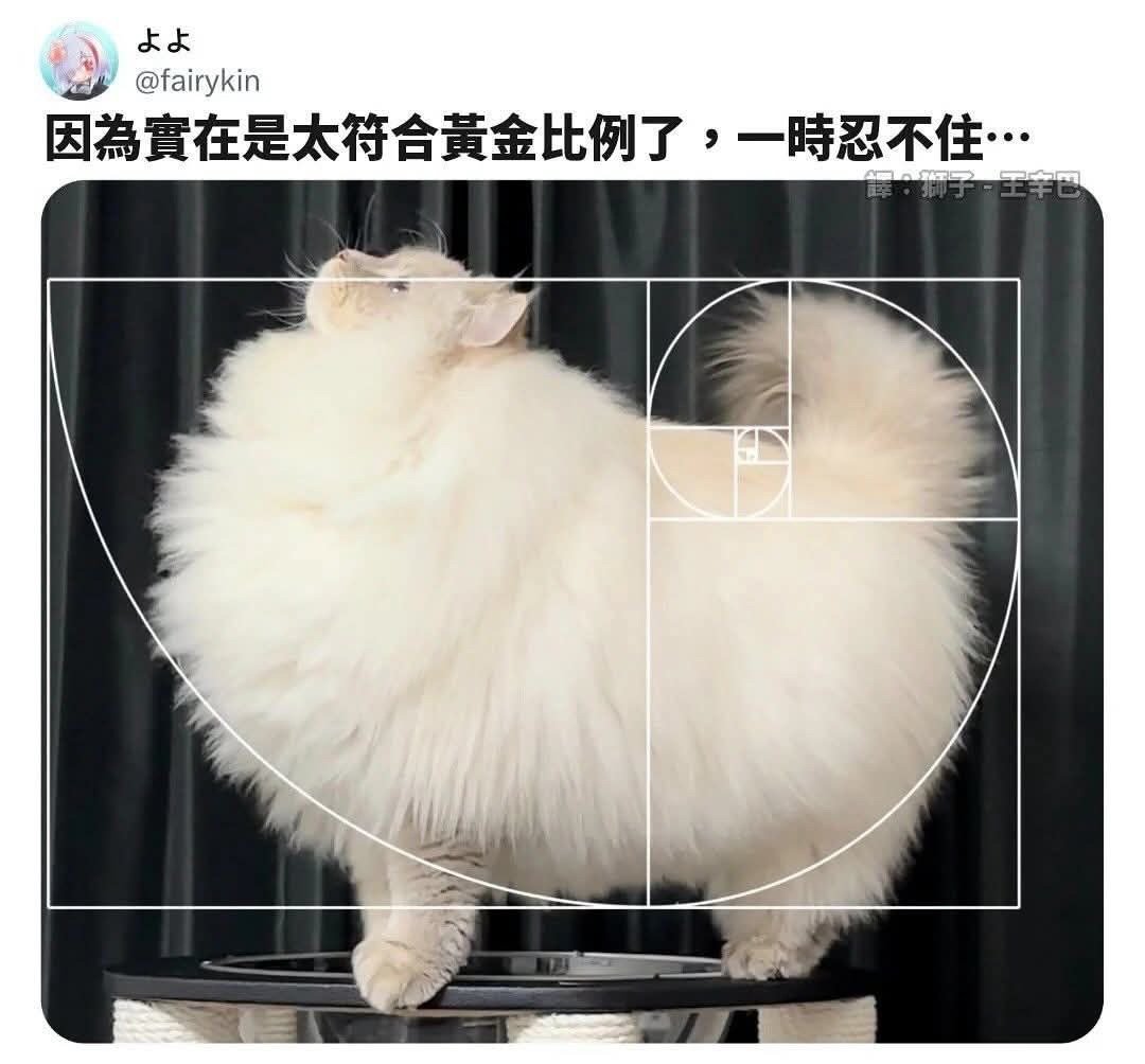完美猫猫 ​​​