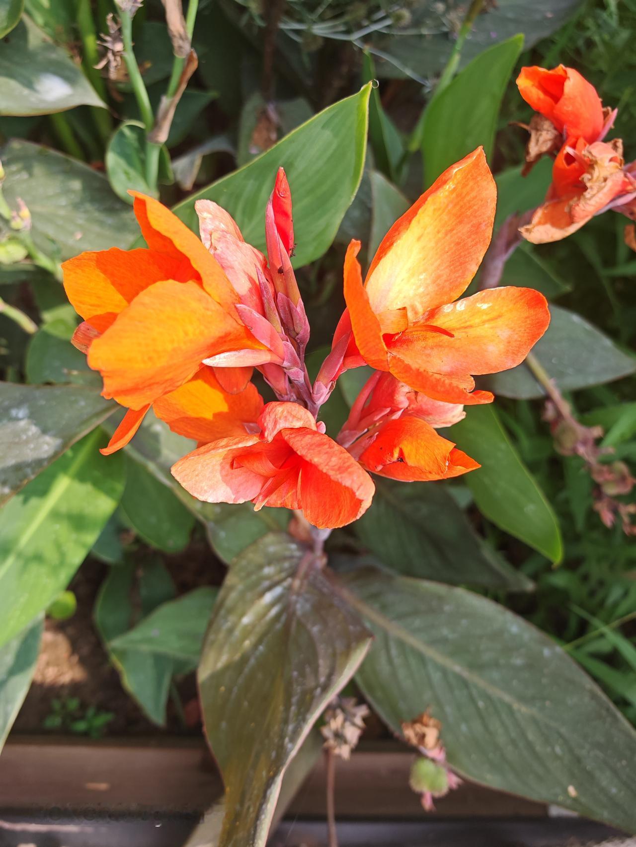 橙花绿叶映，清香扑鼻来。北京通州大运河森林公园里美人蕉绿叶红花开