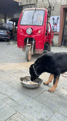 亲眼见证全网最硬核的狗子维权现场，直接笑不活了！
 
网友家养的黑背大狗狗，正乖