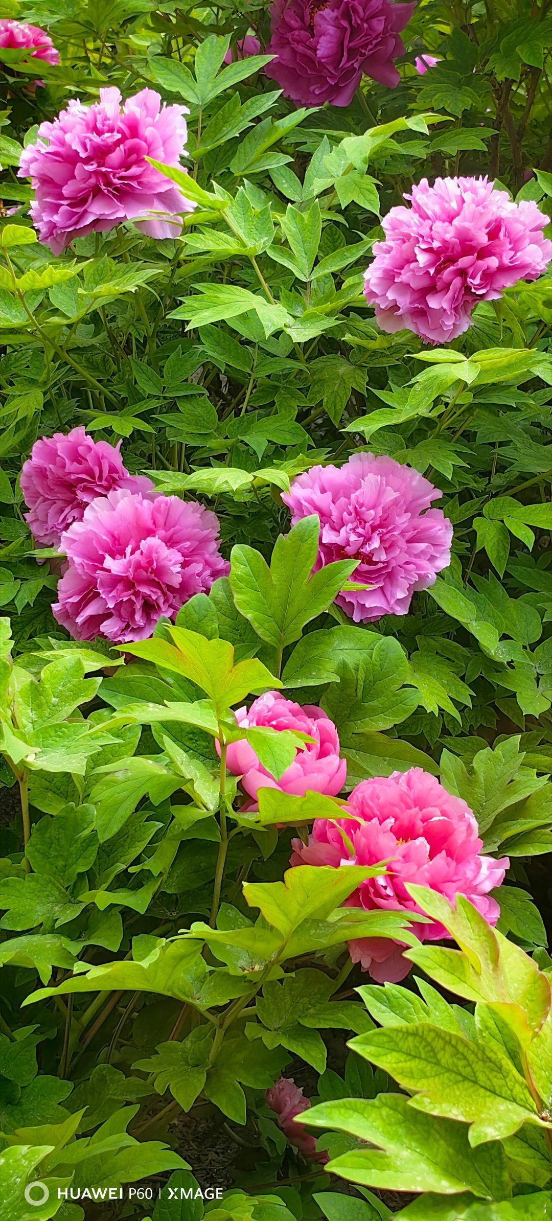落尽残红始吐芳，佳名唤作百花王。竞夸天下无双艳，独立人间第一香。——唐·皮日休 