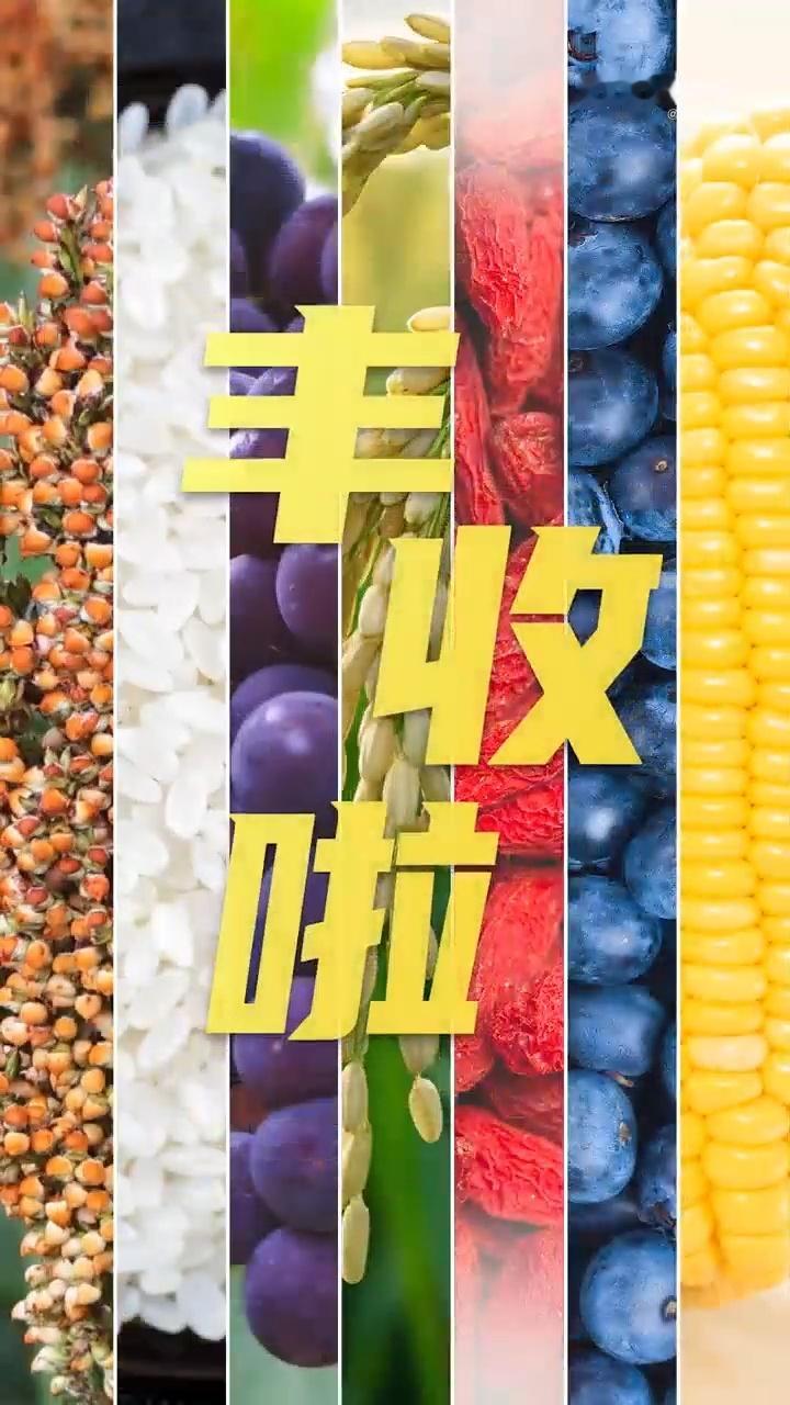 贵州的高粱红透了整个秋天 贵州这次真的赢麻了🌾 2026丰晚直接把会场搬进红缨