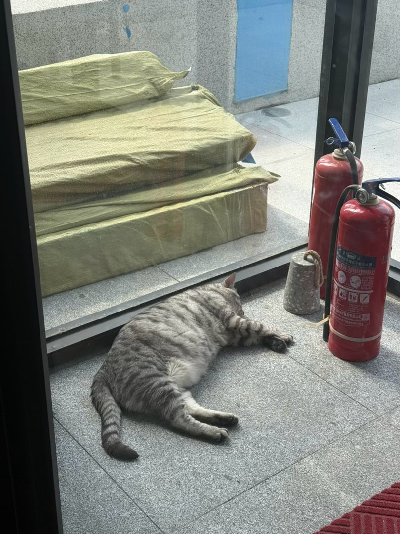 小猫和秤砣cv倔强的小红军