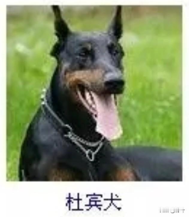 菩萨蛮6·杜宾犬
       乌毛斜缀铜斑劲，竖耳凝眸英气迸。舌卷赤云宽，爪沉