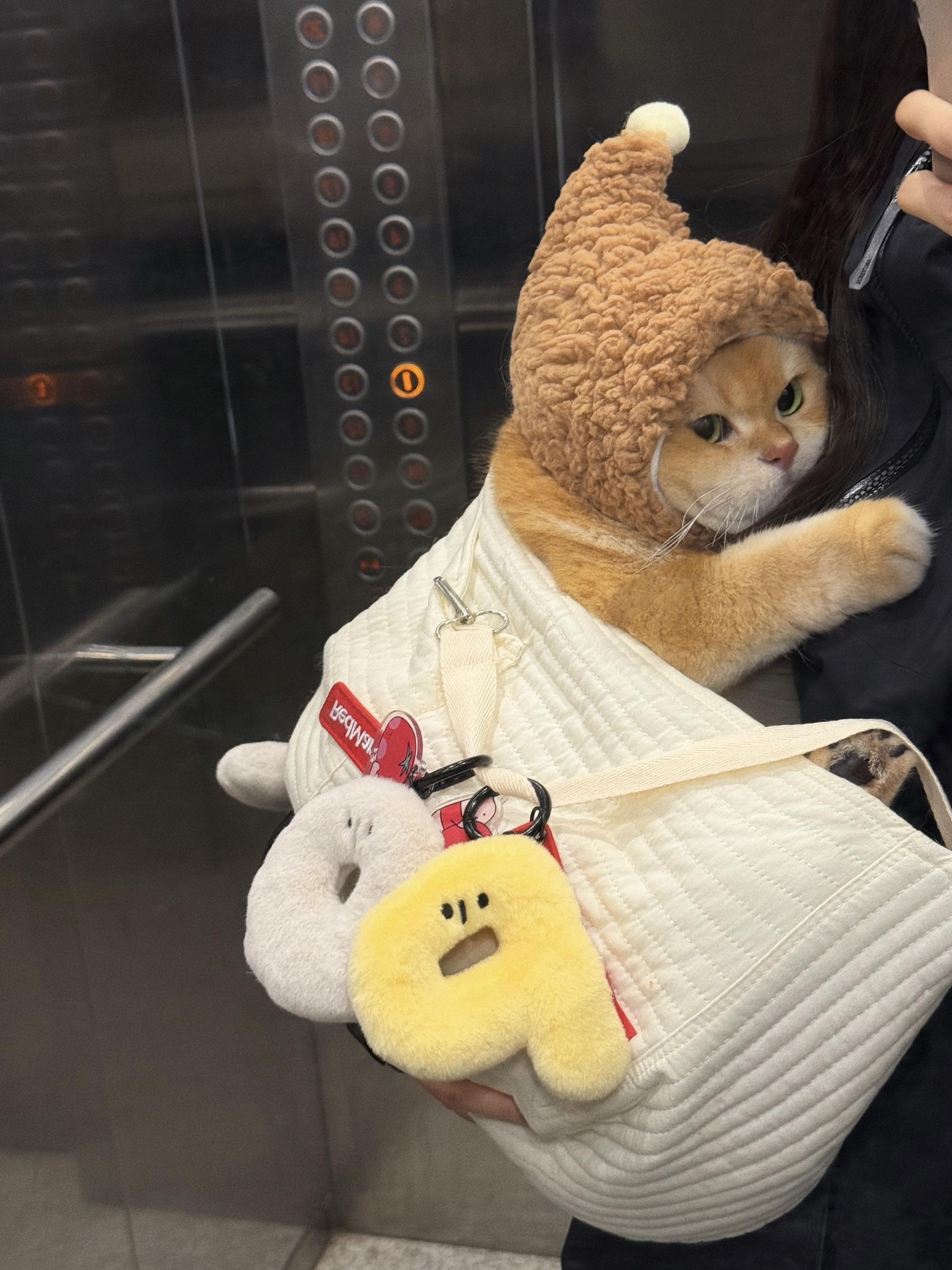 从夏天背到秋天🐱。