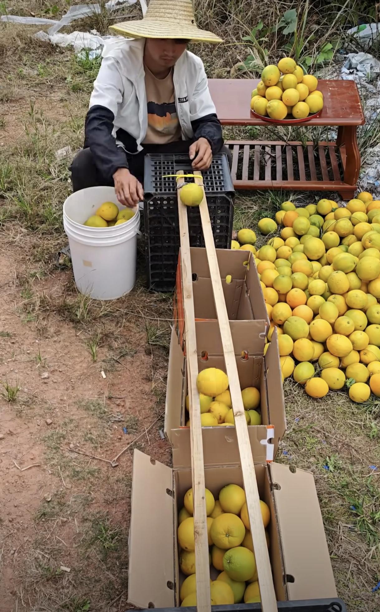 两根木条就把大小果分明白了
农民自制分果器太绝了
江西赣州，农民用两根木条自制“