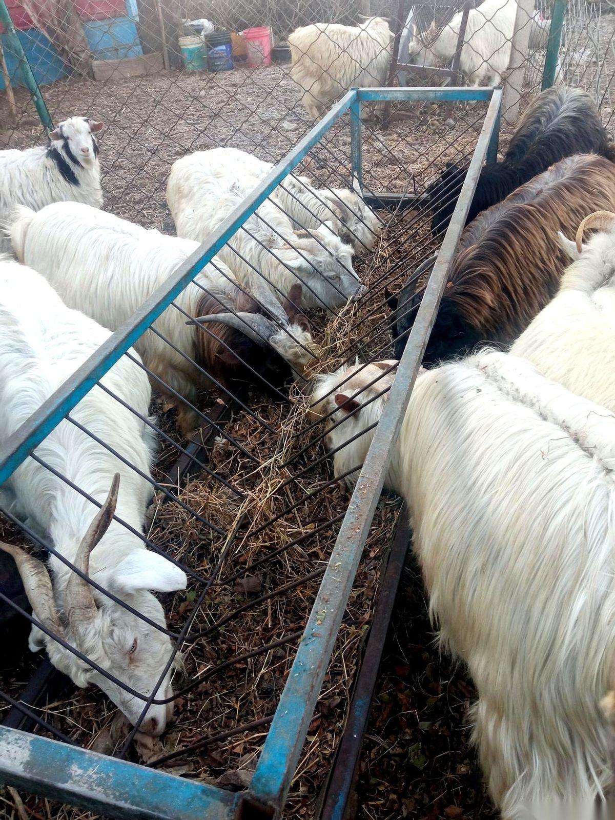 堂弟的羊圈，空了一大块。
三只膘肥体壮的母山羊，就这么凭空消失了。我心口一沉，指