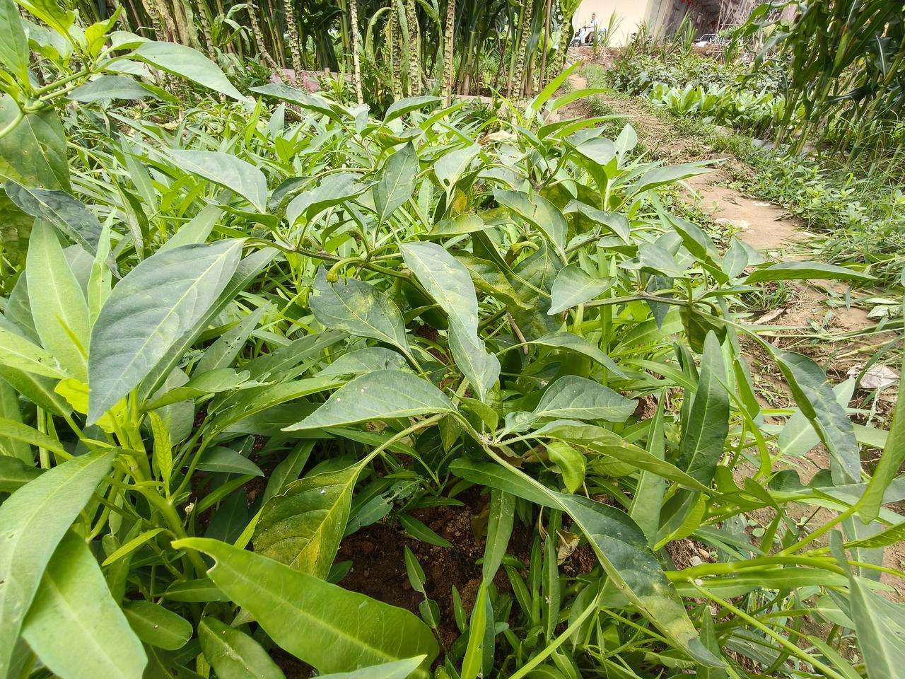 我真的超级服了这些辣椒，用心把它栽种，它居然长得又矮又小，而那几株随手把它种在番