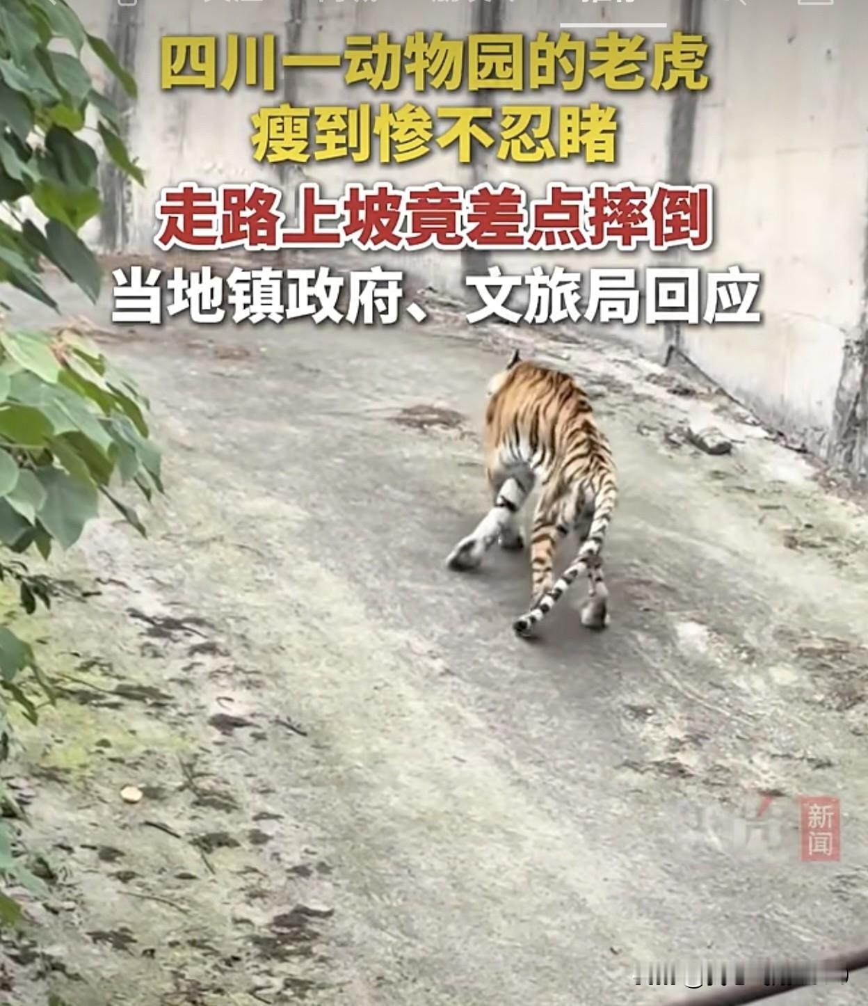 四川某地方动物园惊现老虎新品种“纸片虎”。瞧这只“纸片虎”，走路晃晃悠悠、一拽一
