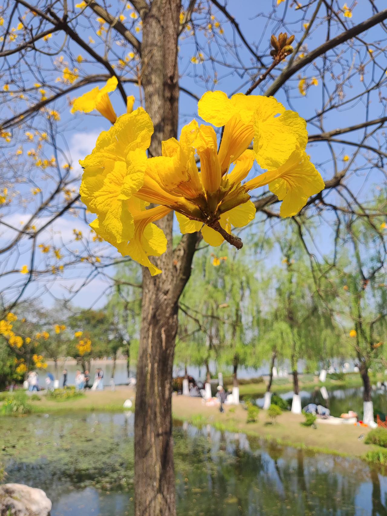 分享一张你最近拍的花你们知道这是什么花吗？它是北湖湿地公园里面的公园里拍的花 友