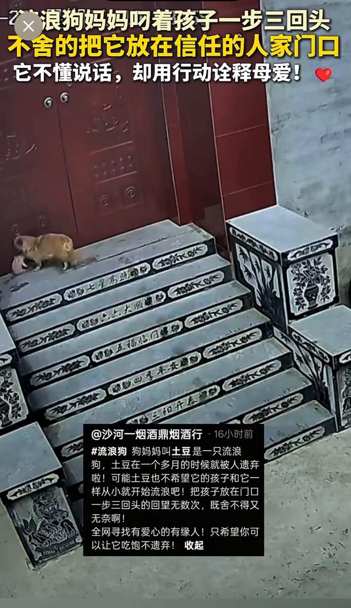 浪狗妈妈叼着孩子一步三回头，不舍的把它放在信任的人家门口。它不懂说话，却用行动诠