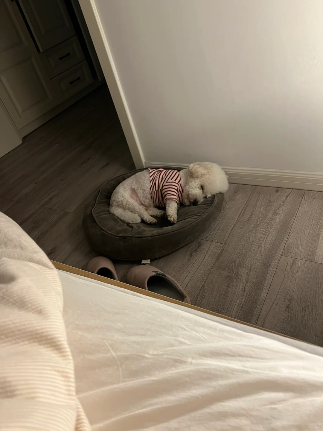 我的陪床小狗🐶